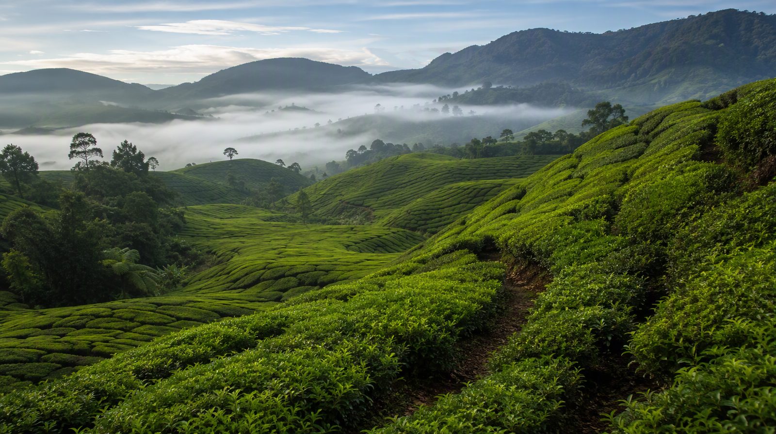 สวนชาในคาเมรอน ไฮแลนด์ ประเทศมาเลเซีย