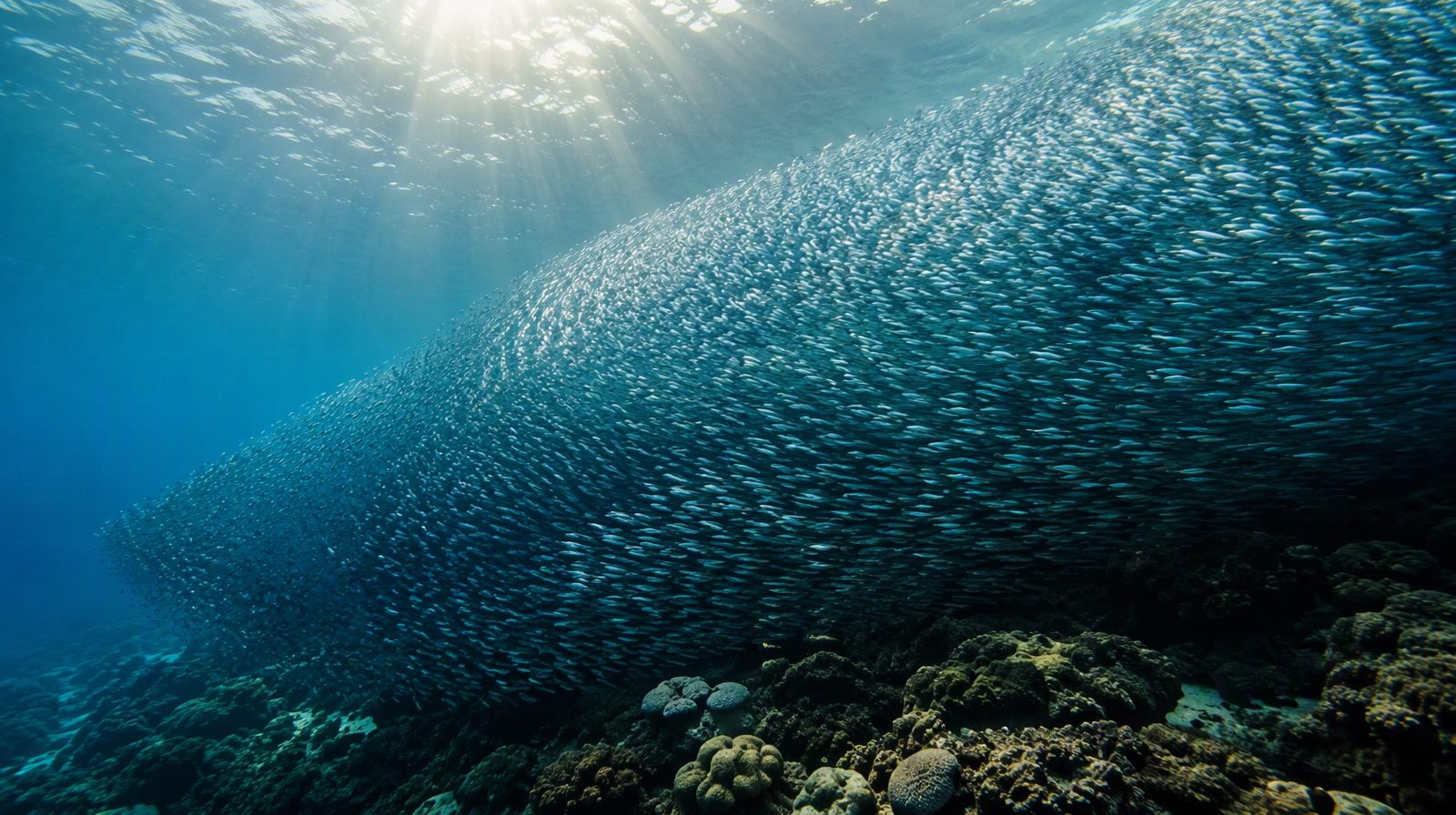 Hiện tượng cá mòi di cư tại Moalboal, Cebu, Philippines
