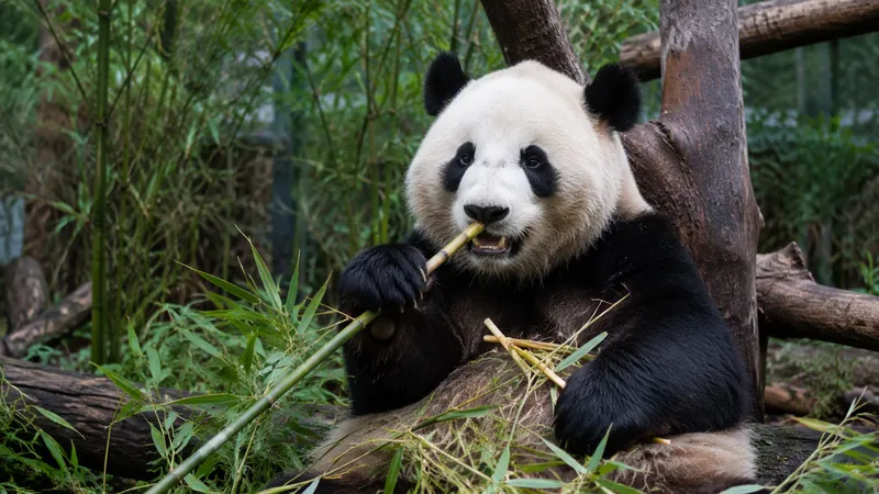 Chengdu travel guide — a giant panda eating bamboo in a bamboo forest