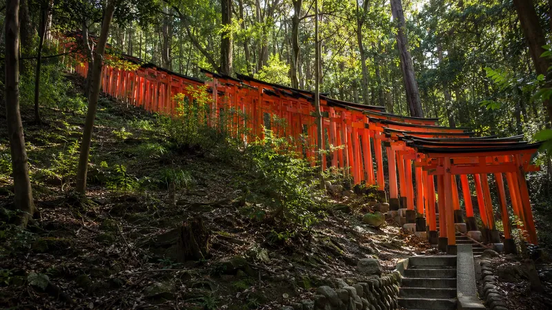 Japan 2-week itinerary — torii gates on a forested hillside
