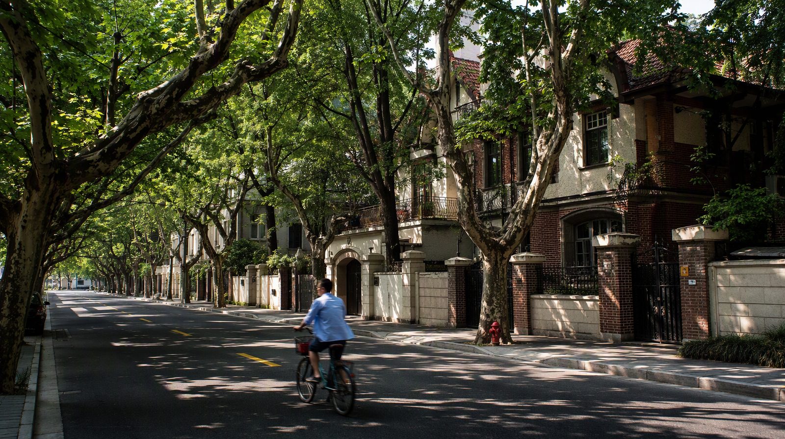 A tree-lined street in Shanghai's former French Concession